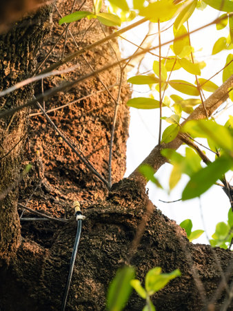 Brass mist nozzles or sprinklers for spraying water spray on trees. Mist nozzle water spraying system for tree on a hot summer day.  Watering plants system in gardens with green plants as background.の写真素材
