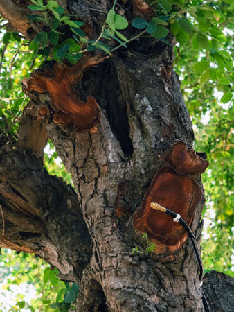 Brass mist nozzles or sprinklers for spraying water spray on trees. Mist nozzle water spraying...
