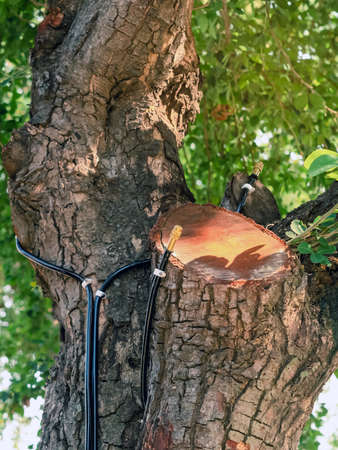 Brass mist nozzles or sprinklers for spraying water spray on trees. Mist nozzle water spraying...