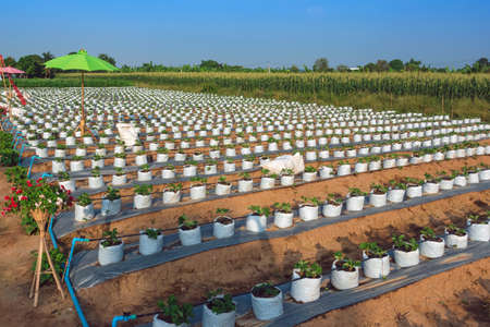 Planting strawberry seedlings in nursery bags for ease of care. Agriculture farm of strawberry...