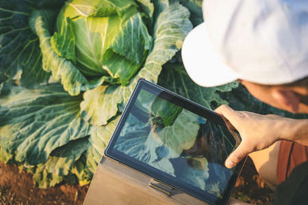 Male gardener use digital tablet take photo for research and checking quality fresh cabbage in organic farm. Asian farmer control on cabbage field. Agriculture or cultivation concept. Selective focus.の写真素材