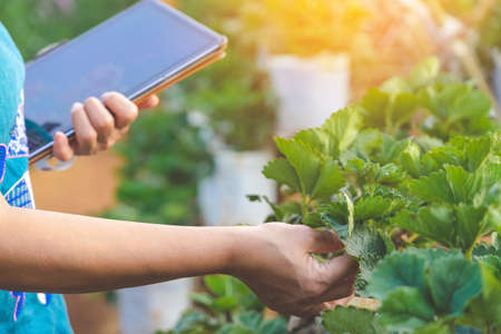 Hand of female gardener research and check quality of strawberry leaf with digital tablet in organic...