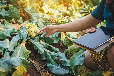 Hand of female gardener research and check quality fresh cauliflower with digital tablet in organic farm. Asian farmer control on cauliflower field. Agriculture or cultivation concept. Selective focusの写真素材