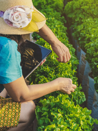 Hand of female gardener research and checking quality fresh Green Oak Lettuce with digital tablet in organic farm. Asian farmer control on Green Oak Lettuce field. Agriculture or cultivation concept.の写真素材