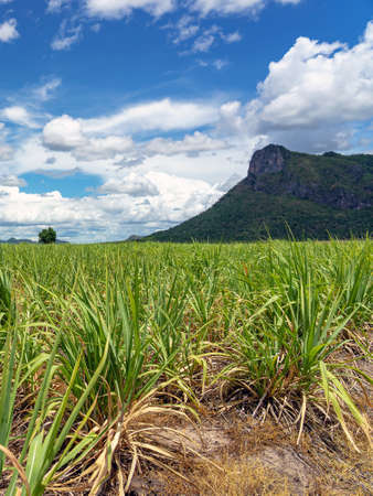 Scenery view of sugarcane saplings in planting fields near mountain in countryside of Thailand. Sugarcane fields and sugarcane saplings growing. small sugar cane stem on soil field. Selective focus.の写真素材