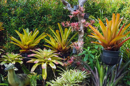 Multicolored bromeliad, colorful bromeliad leaves, Tropical plants in green house for garden...