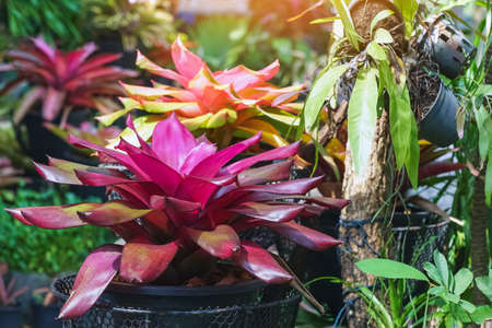 Multicolored bromeliad, colorful bromeliad leaves, Tropical plants in green house for garden decoration. Colorful Neoregelia plant for home decoration. Beautiful Neoregelia bromeliad plants in park.の写真素材