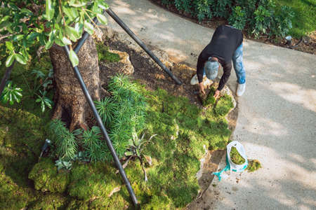 Top view of elderly gardener planting green moss around the base of a large tree to decorate garden...