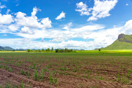 Scenery view of sugarcane saplings in planting fields near mountain in countryside of Thailand. Sugarcane fields and sugarcane saplings growing. small sugar cane stem on soil field. Selective focus.の写真素材