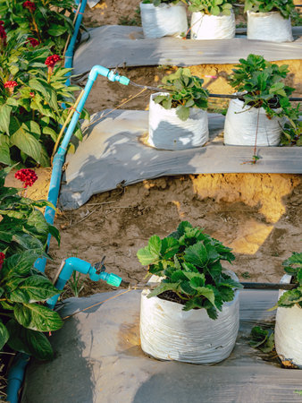 Valves drip irrigation system in organic strawberry farm. Watering plants system in garden. Sprinkler watering valve for watering young strawberry tree to freshness and growth. Agriculture Technology.の写真素材