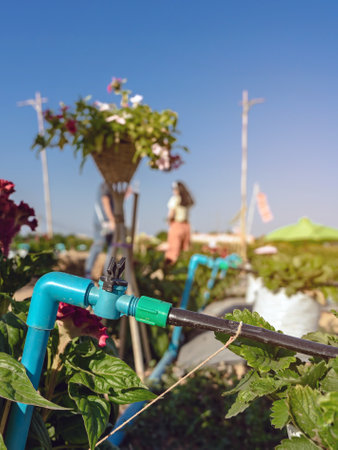 Valves drip irrigation system in organic strawberry farm. Watering plants system in garden. Sprinkler watering valve for watering young strawberry tree to freshness and growth. Agriculture Technology.の写真素材