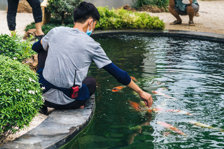 Asian male worker take care and feeding food by hand to his lovely pet. Guy feeding flock of japanese beautiful colorful koi carps fish swimming in pond of japanese garden style. Animal care concept.の写真素材