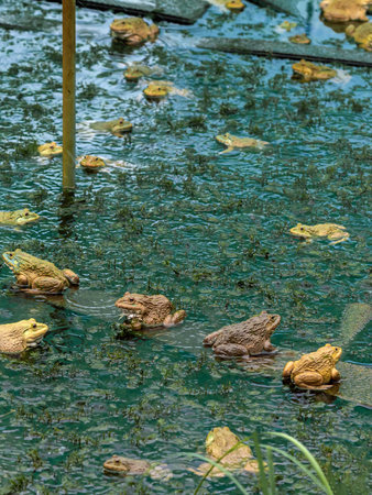 Frogs farm for agriculture at house. Cultivation of frogs with water spray and splash in soil ponds....