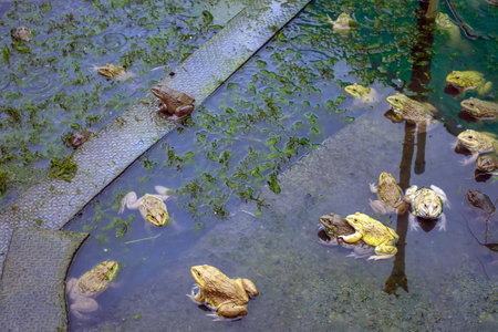 Frogs farm for agriculture at house. Cultivation of frogs with water spray and splash in soil ponds. Many frogs raised in ponds and natural farms. Aquaculture of commercial amphibians. Selective focusの写真素材