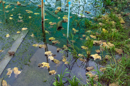 Frogs farm for agriculture at house. Cultivation of frogs with water spray and splash in soil ponds. Many frogs raised in ponds and natural farms. Aquaculture of commercial amphibians. Selective focusの写真素材
