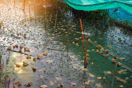 Frogs farm for agriculture at house. Cultivation of frogs with water spray and splash in soil ponds. Many frogs raised in ponds and natural farms. Aquaculture of commercial amphibians. Selective focusの写真素材