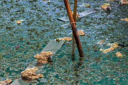 Frogs farm for agriculture at house. Cultivation of frogs with water spray and splash in soil ponds. Many frogs raised in ponds and natural farms. Aquaculture of commercial amphibians. Selective focusの写真素材