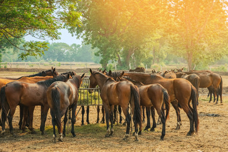 Horses grazing in field in evening. Many horses on pasture in sunset light. Majestic brown horses pasturing in warm spring sunshine. Herd of horses eating grass and straw in field. Animals and food.の写真素材