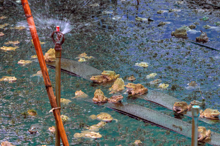 Frogs farm for agriculture at house. Cultivation of frogs with water spray and splash in soil ponds. Many frogs raised in ponds and natural farms. Aquaculture of commercial amphibians. Selective focusの写真素材