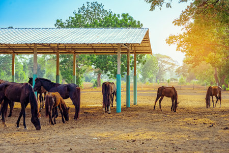 Horses grazing in field in evening. Many horses on pasture in sunset light. Majestic brown horses pasturing in warm spring sunshine. Herd of horses eating grass and straw in field. Animals and food.の写真素材