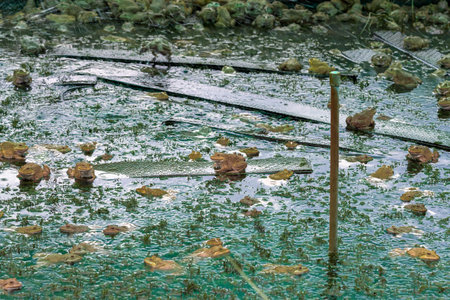 Frogs farm for agriculture at house. Cultivation of frogs with water spray and splash in soil ponds....