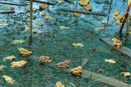 Frogs farm for agriculture at house. Cultivation of frogs with water spray and splash in soil ponds. Many frogs raised in ponds and natural farms. Aquaculture of commercial amphibians. Selective focusの写真素材