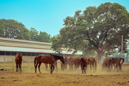 Horses grazing in field in evening. Many horses on pasture in sunset light. Majestic brown horses pasturing in warm spring sunshine. Herd of horses eating grass and straw in field. Animals and food.の写真素材