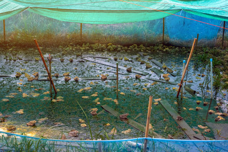 Frogs farm for agriculture at house. Cultivation of frogs with water spray and splash in soil ponds. Many frogs raised in ponds and natural farms. Aquaculture of commercial amphibians. Selective focusの写真素材