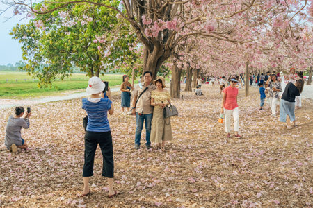 NAKHON PATHOM -THAILAND, MARCH 15 ,2023 : Unidentified Tourists come to visit and take photo with beautiful pink trumpet tree blooming and falling on ground like the pink road at Chompu Pantip Road.のeditorial素材