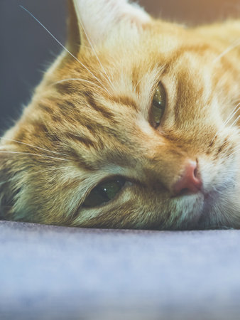 A Cat lies on the sofa. Domestic long hair cat on a sofa. A ginger cat relaxing on the sofa in living room. Cute fluffy cat lies on sofa. Tabby lovely kitten with green eyes and long brown hair.の写真素材