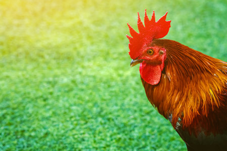 Beautiful domestic red rooster standing and grazing on the artificial green grass background in the garden. Chickens walk on fake grass. Hen foraging for food green grass. Freely grazing on a meadow.の写真素材