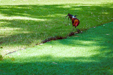 Beautiful domestic red rooster standing and grazing near the artificial green grass in the garden. Chickens walk on grass. Hen foraging for food green grass. Freely grazing on a meadow.の写真素材