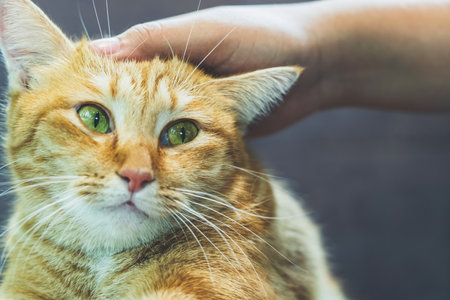 Cat lies on the sofa with hand of young woman in background. A ginger cat relaxing on the sofa in...