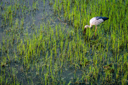 Beautiful white stork (Ciconia ciconia) hunting in rice field. Asian Openbill, Open-billed stork,...