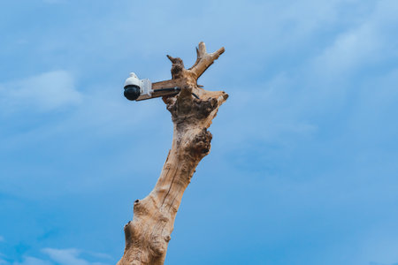 Closed circuit camera multi-angle CCTV system camera installed on dead tree in the garden. Security...