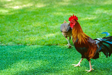 Beautiful domestic red rooster standing and grazing on the artificial green grass background in the...