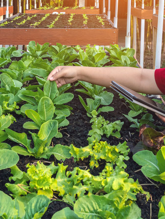 Hand of woman farmer care and check growth quality salad vegetable with digital tablet in vegetable...