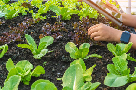 Hand of woman farmer care and check growth quality salad vegetable with digital tablet in vegetable garden at greenhouse. Smart farming with technology. Agriculture technology concept, Smart farmer.の写真素材