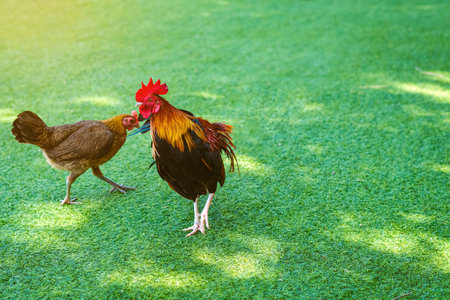Beautiful domestic red rooster standing and grazing on the artificial green grass background in the...