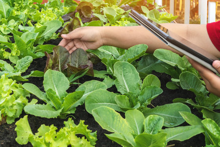 Hand of woman farmer care and check growth quality salad vegetable with digital tablet in vegetable...