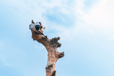 Closed circuit camera multi-angle CCTV system camera installed on dead tree in the garden. Security...