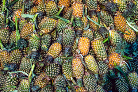 A big pile of just harvested and ripen pineapples.Fresh pineapples sold in asian traditional markets. A lot of pineapples photo.Pile of pineapples lying on each other outdoors looks beautiful.の写真素材