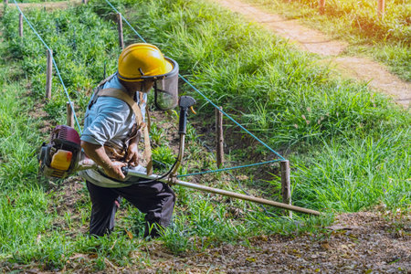 Worker man mows the lawn grass with lawn mower in flower garden. Cutting grass with a trimmer machine at garden in sunny spring day.  Cutting the lawn with cordless grass trimmer, edger, Gardening.の写真素材