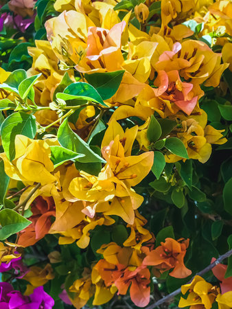 Colorful of Bougainvillea spectabilis (great bougainvillea) flowers. The beautiful multicolored of bougainvillea flowers planted in the garden. Nature background. Bougainvillea flower, Paper flower.の写真素材