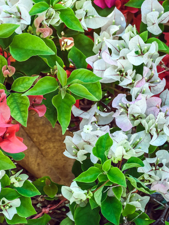 Colorful of Bougainvillea spectabilis (great bougainvillea) flowers. The beautiful multicolored of...