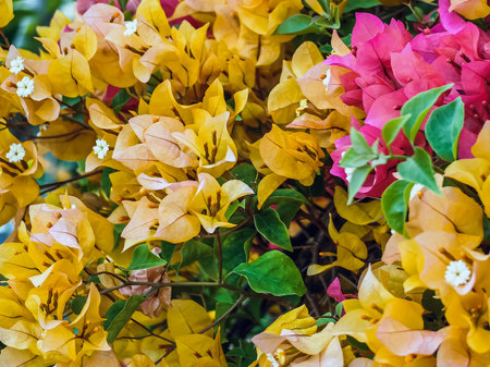 Colorful of Bougainvillea spectabilis (great bougainvillea) flowers. The beautiful multicolored of bougainvillea flowers planted in the garden. Nature background. Bougainvillea flower, Paper flower.の写真素材