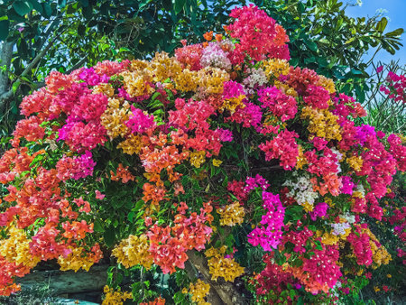 Colorful of Bougainvillea spectabilis (great bougainvillea) flowers. The beautiful multicolored of bougainvillea flowers planted in the garden. Nature background. Bougainvillea flower, Paper flower.の写真素材
