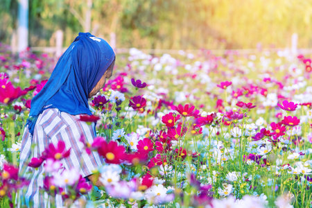 KANCHANABURI, THAILAND - FEBRUARY 10,2021 : Unidentified elderly female gardener cutting and decorating colorful cosmos flowers to make them more beautiful in cosmos flower garden at public park.のeditorial素材