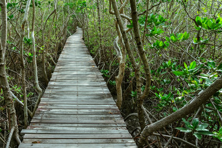 View of wooden bridge in flooded rainforest jungle of mangrove trees. Old wood floor with bridge or...