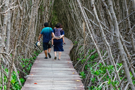 Back view of happy Asian family travel walk through on bridge wood with beautiful view of mangrove forest. Tourists refreshing and walk in the mangrove forest on vacation. Family exploring the world.の写真素材